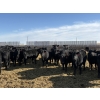 Image 2 : 9 Bar Ranch - 700# February Delivery Heifers - 90 Head (Taber, AB) VBP+
