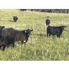 Image 8 : Gordon, Amanda & Chance Whittemore - 780# October Delivery Steer Calves - 75 Head (Elnora, AB)