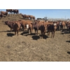 Image 8 : Amber Mountain Farms - 660# May Delivery Heifers - 128 Head (Vauxhall, AB)