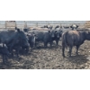 Image 13 : Cattlewood Farms Ltd. - 670# July Delivery Heifers - 90 Head (Fincastle, AB)