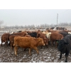 Image 4 : Quarter Circle X Ranch - 741# March/April Delivery Heifers - 58 Head (Madden, AB)