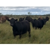 Image 3 : McIntosh Ranch - 1025# September Delivery Grass Steers - 58 Head (Eriksdale, MB)