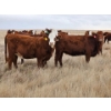 Image 2 : F Nester Ranching (Les Nester)  - 3 RBF Heifers (Pen 513-515)