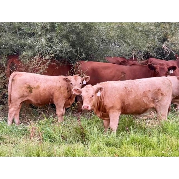 Kokay Farms Ltd. - 660# Heifer Calves - 45 Head (Rosemary, AB)