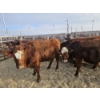 Image 3 : Ribbon Creek Ranch - 5 Red Heifers (Pen 310 - 312) 1007# avg