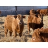 Image 2 : Rusty Ridge Cattle Co. Ltd. - 850# February Delivery Heifers - 64 Head (Bowden, AB)