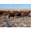 Image 1 : Cattlewood Farms Ltd. - 820# February Delivery Heifers - 76 Head (Vauxhall, AB)