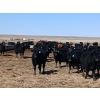 Image 6 : JT Cholin Farms - 900# September Delivery Grass Steers - 68 Head (Biggar, SK)
