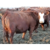 Image 1 : A&S Farms - 27 Red/Red X/Simm X Bred Cows (Picture Butte, AB)