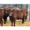 Image 3 : Fox Cattle Co. - 8 Bred Heifers (Pen 445)