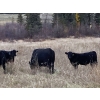 Image 2 : Zender Farms - 650# October Steer Calves - 40 Head (Invermere, BC)