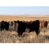 Image 2 : Verdant Valley Colony - 17 Red Angus/Simm X Feb/March Calving Bred Heifers (Verdant Valley, AB)