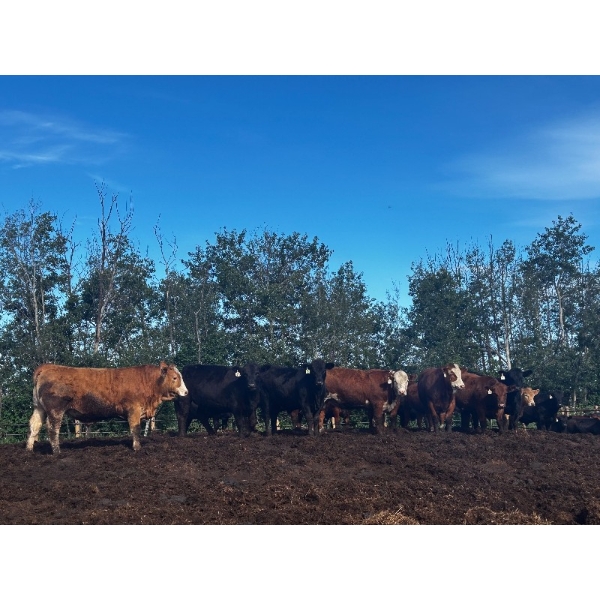 Chris Bartel - 1075# July Delivery Steers - 55 Head (Fort Vermilion, AB)