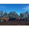 Image 1 : Chris Bartel - 1075# July Delivery Steers - 55 Head (Fort Vermilion, AB)