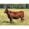 Image 5 : Spruce Tree Cattle Co. - 1000# November Delivery Grass Heifers - 63 Head (Linden, AB)
