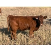 Image 2 : Niwa Ranching - 530# Heifer Calves - 65 Head (Acadia Valley, AB)