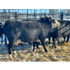 Image 2 : Resch Ranch - 10 Fourth Calvers (Pen 445)