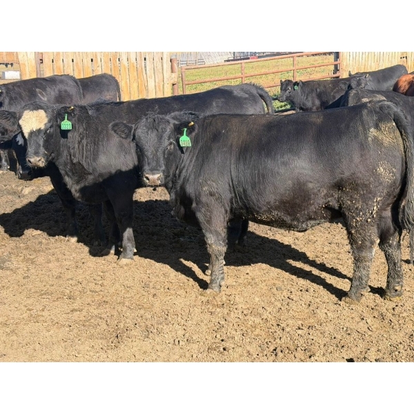 Hegedys Ranching - 1020# October Delivery Heifers - 140 Head (Acme, AB)