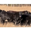 Image 6 : Carlyle Cattle Company - 22 Black Angus X May/June Calving Bred Heifers (Blackfalds, AB)