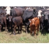 Image 4 : Calvin Rydzik - 525# November Delivery Steer Calves - 100 Head (Glenavon, SK)