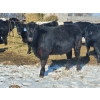 Image 9 : Loch Lomond Livestock Ltd. - 725# March Delivery Steers - 45 Head (Eyebrow, SK)
