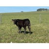 Image 4 : Northwest Cattle Company - 450# September Delivery Steer Calves - 220 Head (Woking, AB)