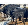 Image 4 : Jay Be Acres Ltd. - 795# March/April Delivery Steers - 76 Head (Deloraine, MB)