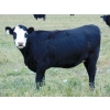 Image 6 : North Butte Land & Cattle - 18 Black/BBF April/May Calving Bred Heifers (Millicent, AB)