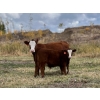 Image 3 : 130 Mile Ranch - 590# October Delivery Steer Calves - 100 Head (Lac la Hache, BC)
