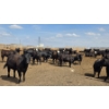 Image 7 : Cattlewood Farms Ltd. - 740# June Delivery Heifers - 145 Head (Fincastle, AB)