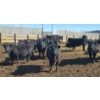 Image 2 : Little Big Ranch - 790# March Delivery Steers - 75 Head (Medicine Hat, AB)