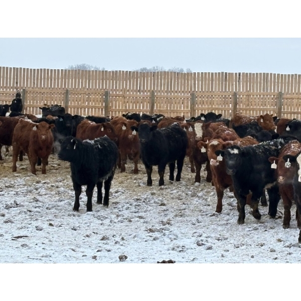 Franklin Cattle Co. - 680# February Delivery Steers - 180 Head (Grenfell, SK)