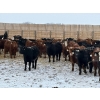 Image 1 : Franklin Cattle Co. - 680# February Delivery Steers - 180 Head (Grenfell, SK)