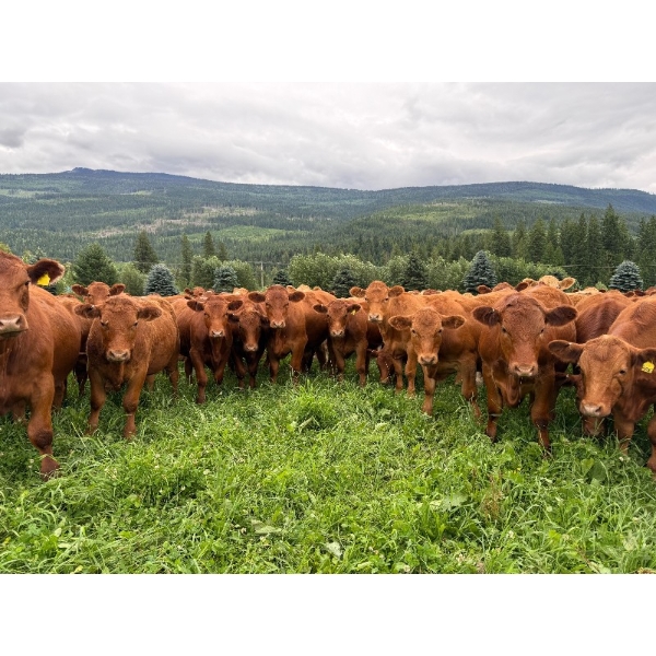 Crystal Lake Ranch - 875# July Delivery Steers - 70 Head (Malakwa, BC)