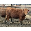 Image 4 : Jason Szymanek - 760# April Delivery Heifers - 245 Head (Stauffer, AB)