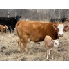 Image 13 : C & L Livestock - 29 Red Mature 3-Way Pairs (Edam, SK) VBP+
