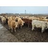 Image 7 : Ripple Rock Ranch - 840# January Delivery Steers - 108 Head (Fincastle, AB)