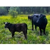 Image 3 : Burkholder Ranch - 525# October Delivery Steer Calves - 110 Head (Burns Lake, BC)