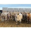 Image 2 : Lowe Ranches - 688# March Delivery Steers - 54 Head (Nanton, AB)