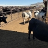 Image 3 : Idaho Dairies/Ranches - 44 Mixed (Burley, ID)