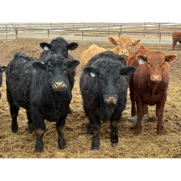 Justin Tateson - 925# March Delivery Steers - 68 Head (Scandia, AB)