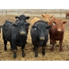 Image 1 : Justin Tateson - 925# March Delivery Steers - 68 Head (Scandia, AB)