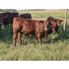 Image 2 : Johnston Ranches - 675# October Delivery Steer Calves - 90 Head (Cereal, AB)