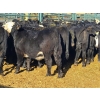Image 4 : Roberts Ranching - 580# October Delivery Steer Calves - 70 Head (Lac La Hache, BC)