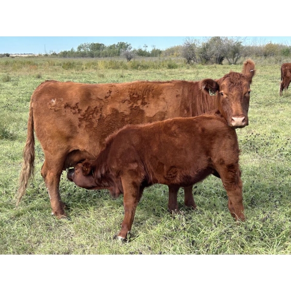 Gem Land & Cattle (Andrew & Charlene Walde) - 9 Red 2nd Calvers (Pen 602 - 604)