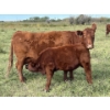 Image 10 : Gem Land & Cattle (Andrew & Charlene Walde) - 4 Red Cows (Pen 626)