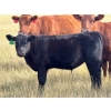 Image 4 : JR Cattle Company Ltd. - 550# October Delivery Steer Calves - 30 Head (Fort Macleod, AB)