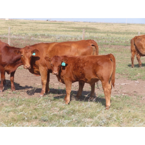 Thackeray Land & Cattle Inc. - 580# November Delivery Steer Calves - 80 Head (Goodwater, SK)