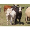 Image 4 : Bar T Livestock - 535# October Delivery Steer Calves - 115 Head (Earl Grey, SK)
