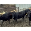 Image 5 : Birch Island Land & Cattle - 1050# June/July Delivery Heifers - 114 Head (Rhein, SK)